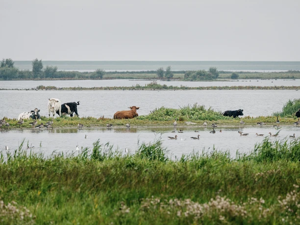 Nordfriesland_Hattstedtermarsch_MR_230812_298 Kühe