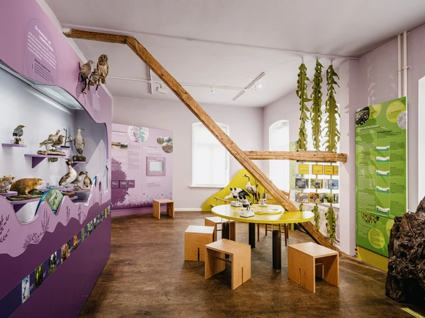 Nordfriesland_Niebüll_MR_230815_525 Naturkundemuseum Niebüll