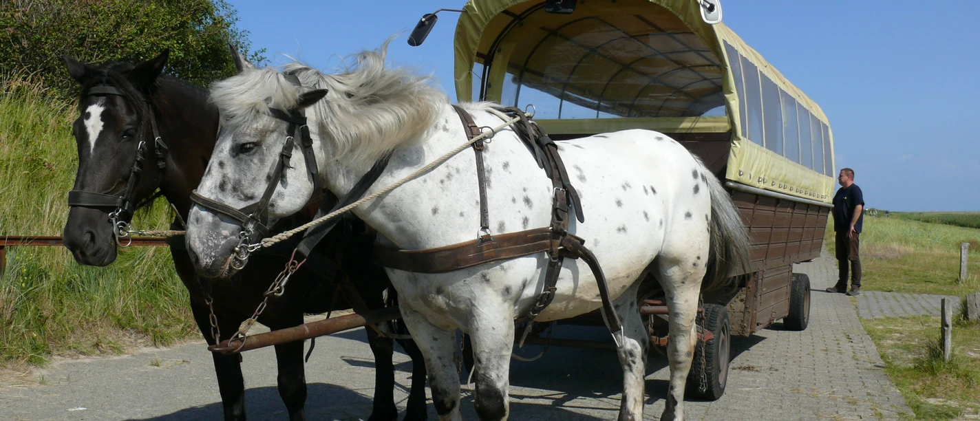 Ausflug in den Wilden Juister Westen - Ausflugsfahrt.JPG Ausflug in den Wilden Juister Westen - Ausflugsfahrt