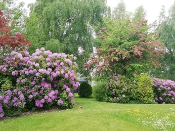 Blick in den Garten 3