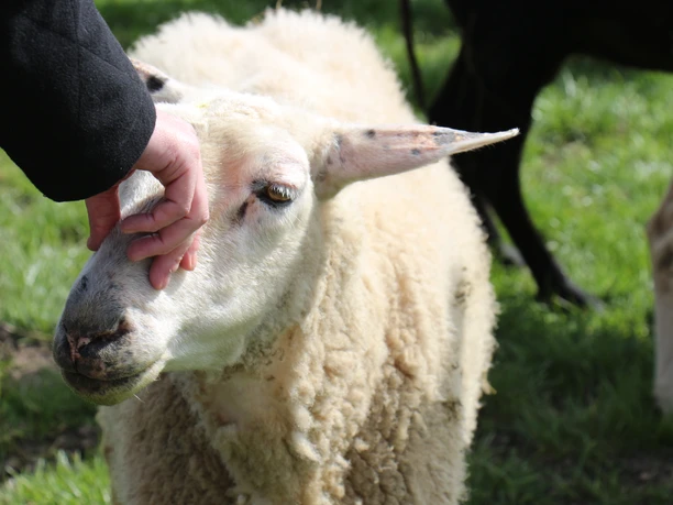 eiderstedt-tetenbuell-friesischeschafskaeserei-c-tzspo-1
