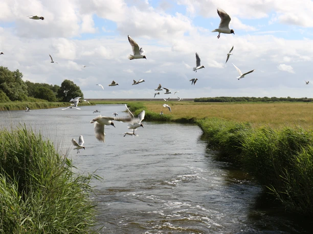Eiderstedt-Katinger Watt-Vogelbeobachtung-c-TZSPO-1