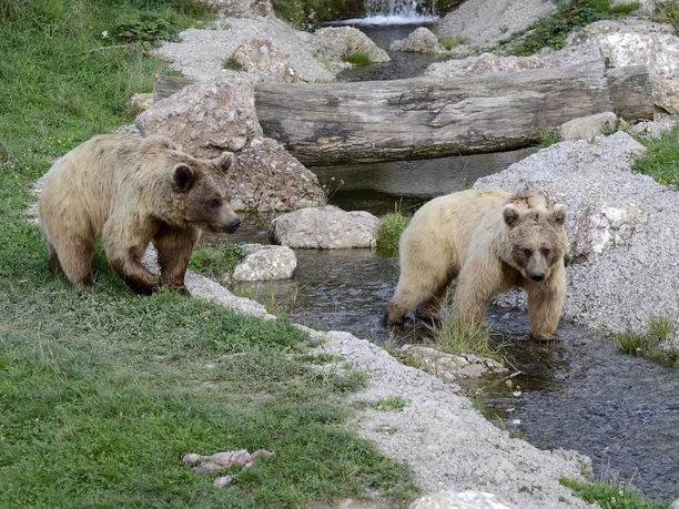 gruene-gans-tierpark-goldau-gastronomiebetriebe-erlebnisregion-mythen_1.jpg