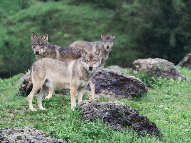 gruene-gans-tierpark-goldau-gastronomiebetriebe-erlebnisregion-mythen_3.jpg
