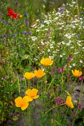Bunte Wildblumenwiese mit gelbem Mohn, weißen Blüten und roter Mohnblume.