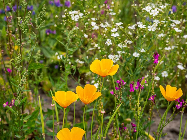Bunte Wildblumenwiese mit gelbem Mohn, weißen Blüten und roter Mohnblume.