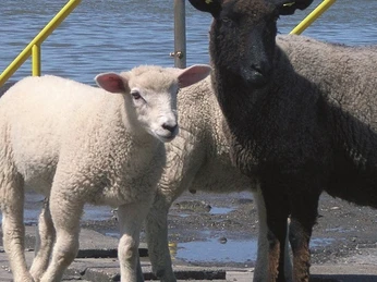 NordseeSH_Hamburger Hallig_Schafe an der Treppe-haupt
