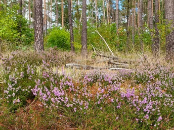 Lila blühende Heidepflanzen säumen den Waldboden zwischen hohen Kiefern im Teutoburger Wald.