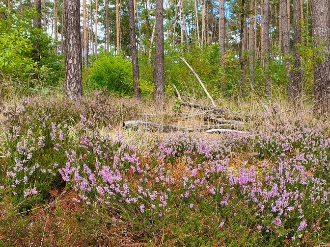 Lila blühende Heidepflanzen säumen den Waldboden zwischen hohen Kiefern im Teutoburger Wald.