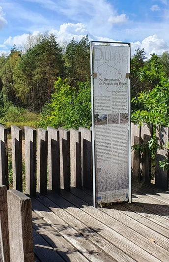 Holzplattform im Wald bietet Aussicht auf umliegende Bäume und Informationstafel über Dünenpfad.