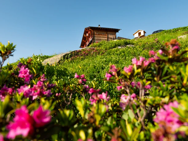 Galmihornhütte mit Blumen