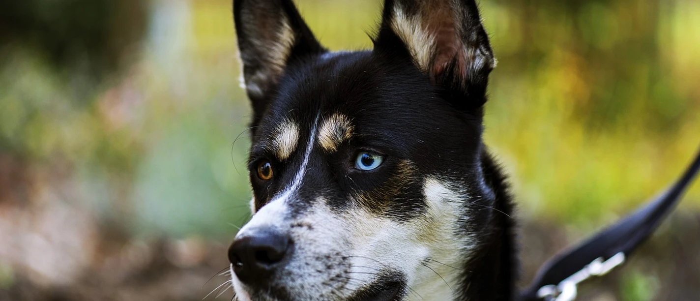 Husky