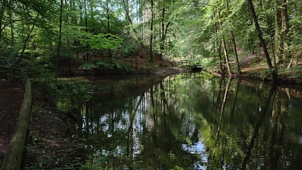 Waldkurpark_Lage-Hörste_L (6).jpg Ruhiger Waldteich umrahmt von dichten Bäumen und einem Holzsteg, der das Naturidyll komplettiert.