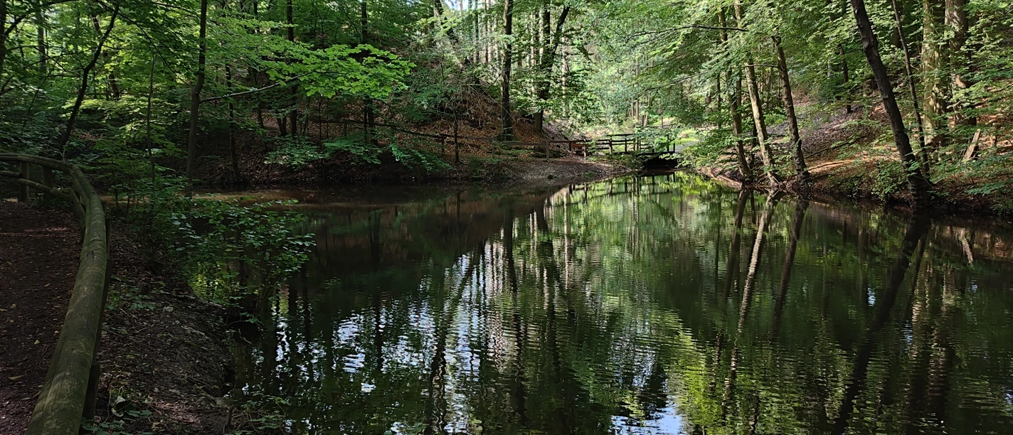 Ruhiger Waldteich umrahmt von dichten Bäumen und einem Holzsteg, der das Naturidyll komplettiert.