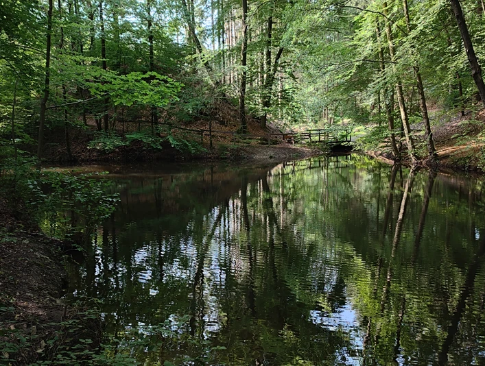 Waldkurpark_Lage-Hörste_L (6).jpg Ruhiger Waldteich umrahmt von dichten Bäumen und einem Holzsteg, der das Naturidyll komplettiert.