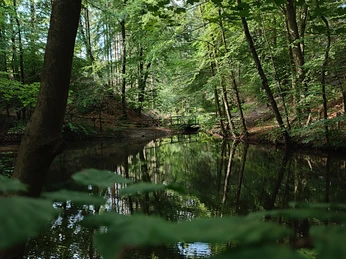 Waldkurpark_Lage-Hörste_L (5).jpg Ein ruhiger Waldteich, gesäumt von üppigen Bäumen, spiegelt die umliegende Natur wider.