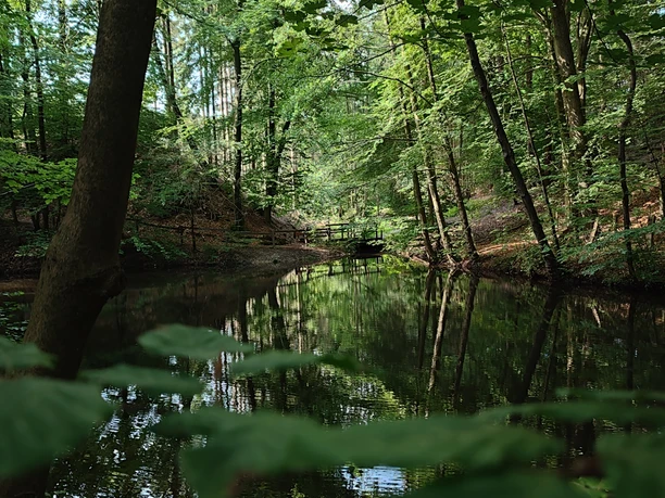 Waldkurpark_Lage-Hörste_L (5).jpg Ein ruhiger Waldteich, gesäumt von üppigen Bäumen, spiegelt die umliegende Natur wider.