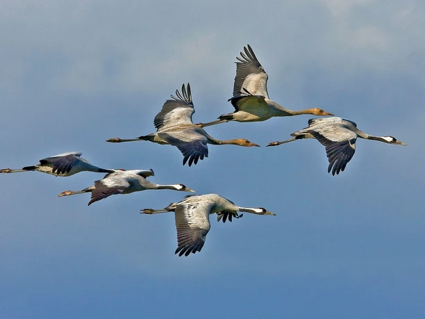 Vogelzug