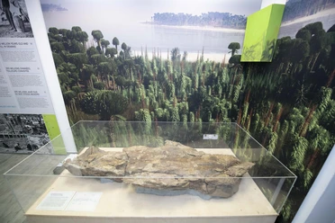 Bergisches Grauwacke-Museum Ein Fossil in einer Glasvitrine vor einem Hintergrund mit einem prähistorischen Wald und Meer.