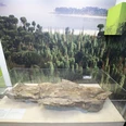 Bergisches Grauwacke-Museum Ein Fossil in einer Glasvitrine vor einem Hintergrund mit einem prähistorischen Wald und Meer.