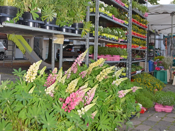 Wochenmarkt Marsberg