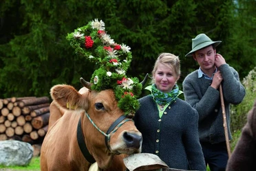 Almabtrieb der Rinder