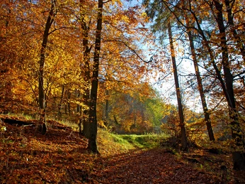 Herbst am Sauerland-Höhenflug