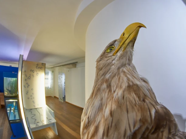 Adler Großaufnahme eines Adlers in einem modernen Ausstellungsraum mit Holzfußboden.