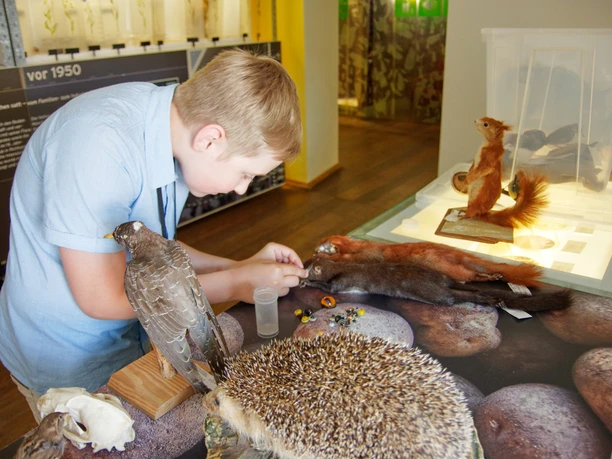 Entdeckungen Ein Kind betrachtet Tierpräparate in einem Naturkundemuseum.