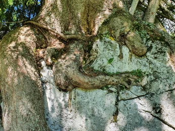 Baumwurzel Baumwurzel