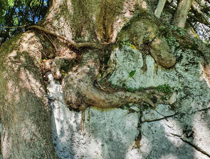 Baumwurzel Baumwurzel