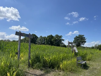 Maislabyrinth Rhauderfehn-Klostermoor, Ostfriesland Grünes Feld mit hohem Gras unter blauem Himmel, Holzbank und zwei hölzerne Schilder mit teilweise lesbarem Text, Eigang und Ausgang