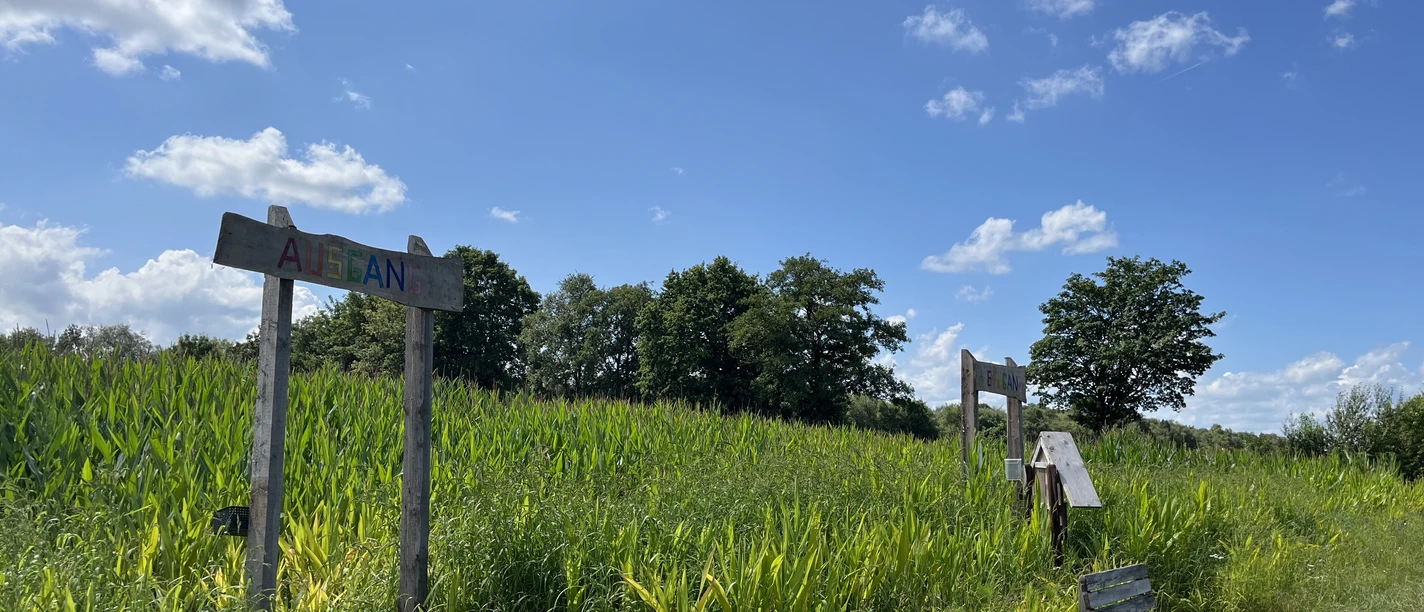 Maislabyrinth Rhauderfehn-Klostermoor, Ostfriesland Grünes Feld mit hohem Gras unter blauem Himmel, Holzbank und zwei hölzerne Schilder mit teilweise lesbarem Text, Eigang und Ausgang