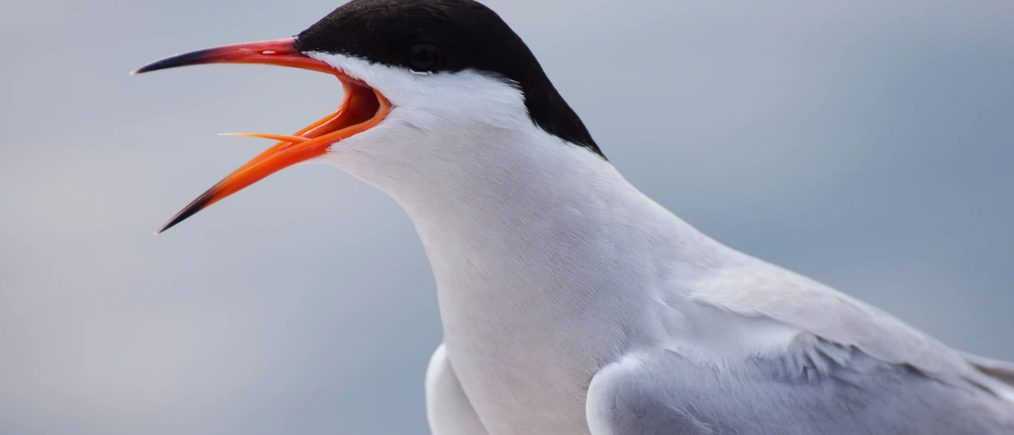 Flussseeschwalben, Foto Nathalie Kürten_3.jpg