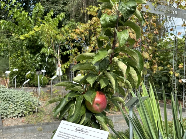 Bibelgarten Lünne ©Emsland Tourismus GmbH Apfelbaum mit reifer roter Frucht im Bibelgarten Lünne, umgeben von grünen Pflanzen und Schildern
