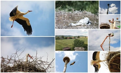Eine Collage von Störchen und ihrem Nest in einer ländlichen Umgebung, aufgenommen aus verschiedenen Perspektiven.