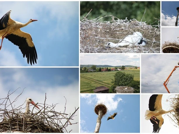 Eine Collage von Störchen und ihrem Nest in einer ländlichen Umgebung, aufgenommen aus verschiedenen Perspektiven.