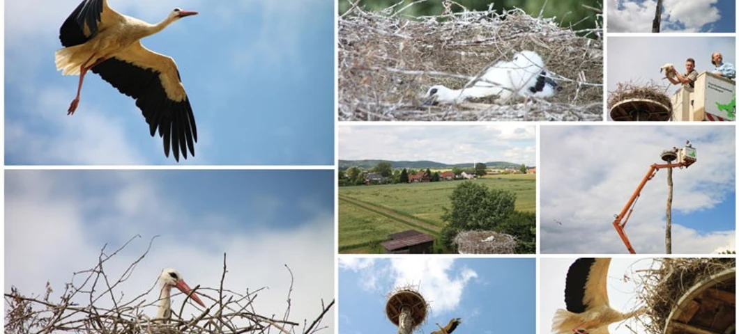 Storchennest Tengern Eine Collage von Störchen und ihrem Nest in einer ländlichen Umgebung, aufgenommen aus verschiedenen Perspektiven.