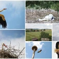 Storchennest Tengern Eine Collage von Störchen und ihrem Nest in einer ländlichen Umgebung, aufgenommen aus verschiedenen Perspektiven.