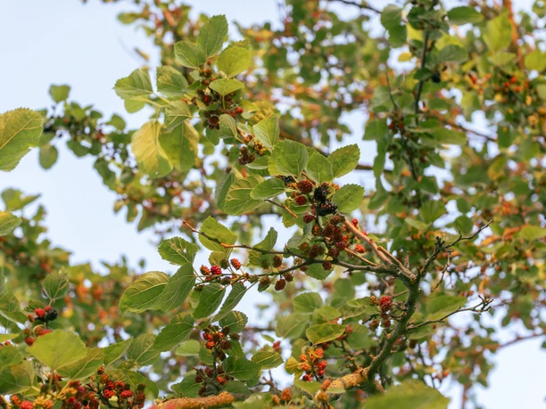 Maulbeerbaum mit Früchten (c) PMSG Nadine Redlich.jpg Maulbeerbaum mit Früchten