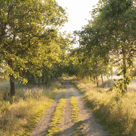 Alle mit Maulbeerbäumen in der Lenneschen Feldflur (c) PMSG Nadine Redlich.jpg