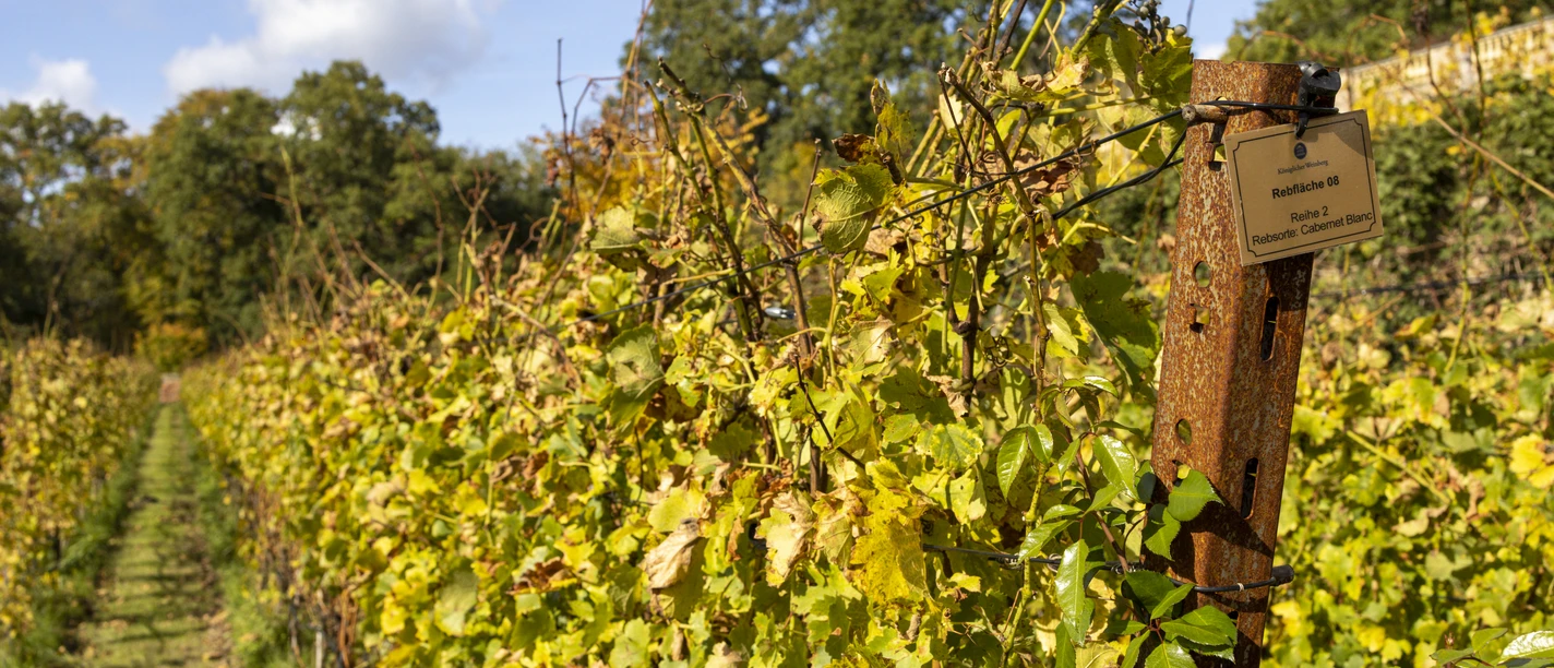 _MG_0085-Verbessert (c) PMSG SPSG André Stiebitz.jpg Weinreben in Potsdam