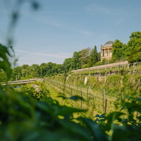 Koeniglicher Weinberg 01 (c) PMSG SPSG Julia Nimke.jpg