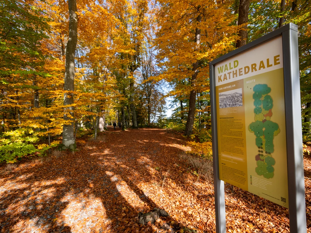 Beromünster_Waldkathedrale_Herbst_Blätter_Gelb_Orange_Tafel (1).jpg