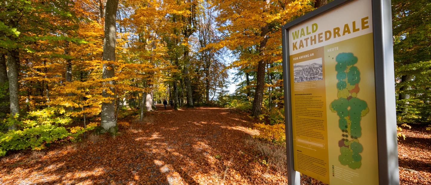 Beromünster_Waldkathedrale_Herbst_Blätter_Gelb_Orange_Tafel (1).jpg