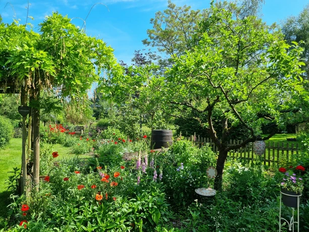 Gottfriedsen_Garten.jpg Ein blühender Garten mit roten und violetten Blumen, dichten Sträuchern und einem Holzzaun im Hintergrund.
