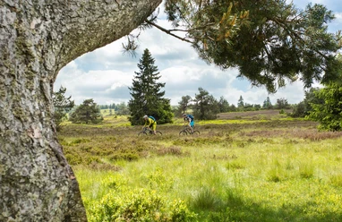 Mountainbiker in Heidelandschaft mit Kiefern Mountainbiker in Heidelandschaft mit Kiefern