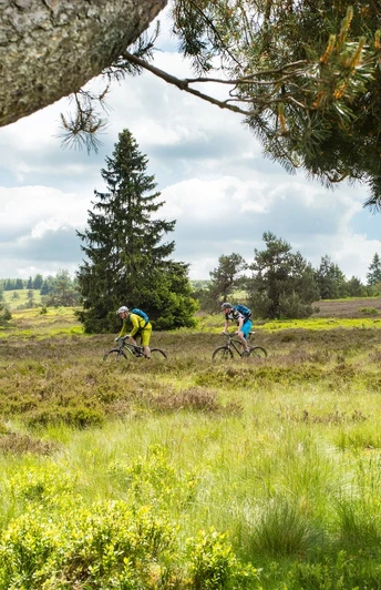 Mountainbiker in Heidelandschaft mit Kiefern Mountainbiker in Heidelandschaft mit Kiefern