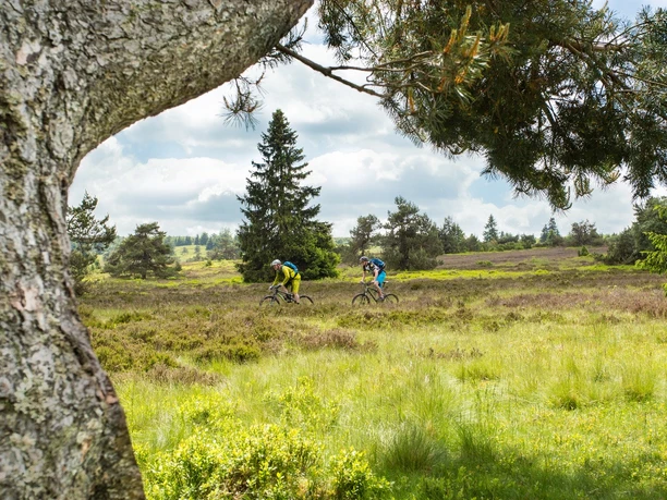 Mountainbiker in Heidelandschaft mit Kiefern Mountainbiker in Heidelandschaft mit Kiefern