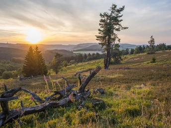 Heidelandschaft bei Sonnenuntergang Heidelandschaft bei Sonnenuntergang